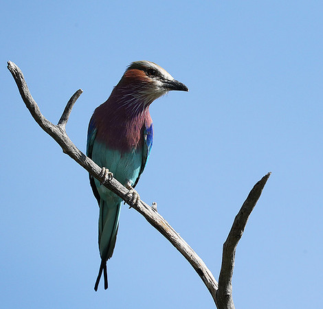Lilac brested roller - Etosha
