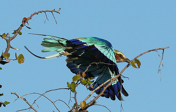 Lilac brested roller - Etosha