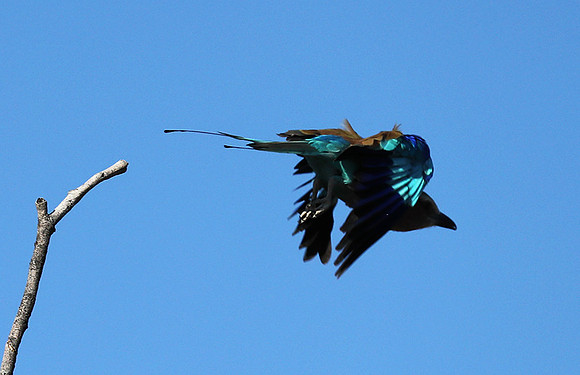 Lilac brested roller - Etosha