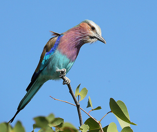 Lilac brested roller - Etosha