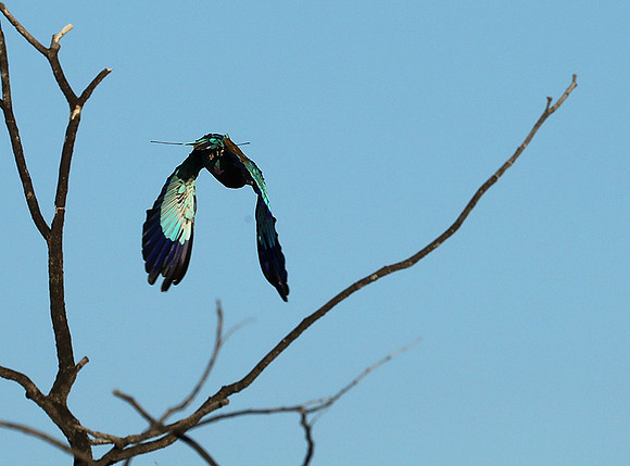 Lilac brested roller - Etosha