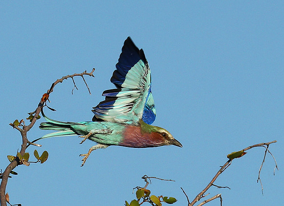 Lilac brested roller - Etosha