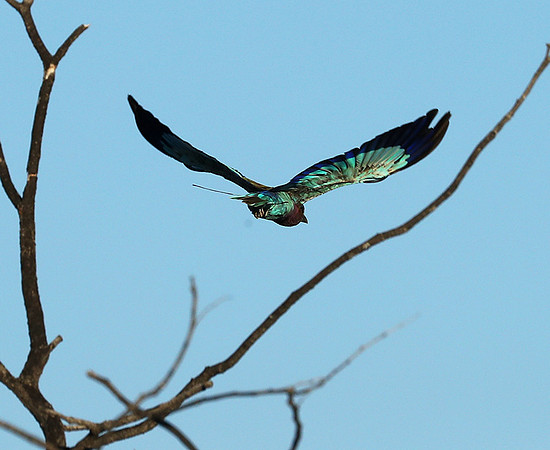 Lilac brested roller - Etosha
