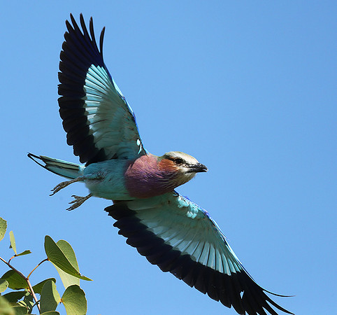 Lilac brested roller - Etosha