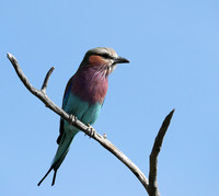 Lilac brested roller - Etosha