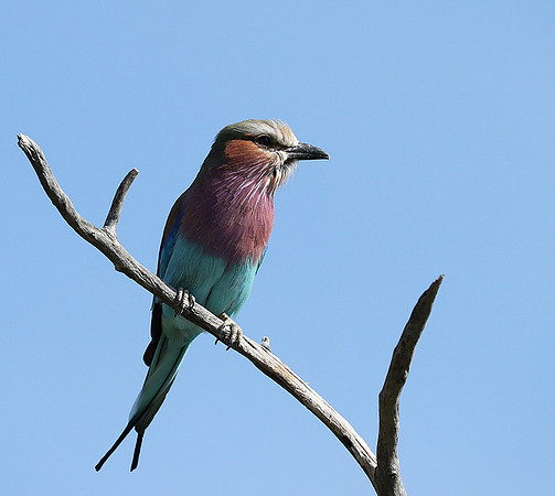 Lilac brested roller - Etosha