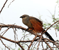 White-browed coucal