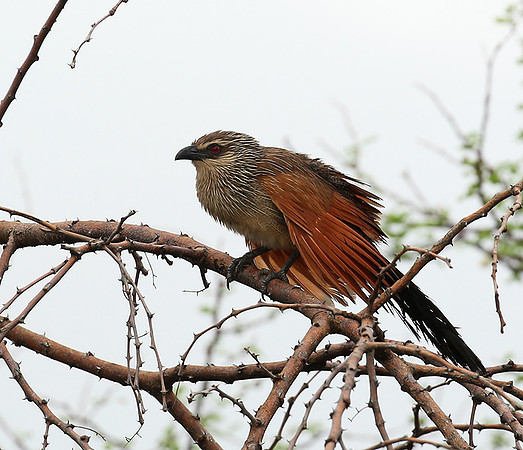 White-browed coucal
