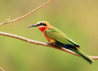 White-fronted bee-eater (Parfuri)