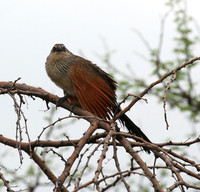 White-browed coucal