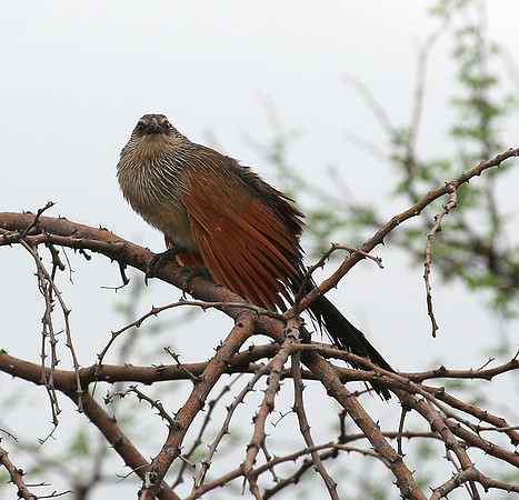 White-browed coucal