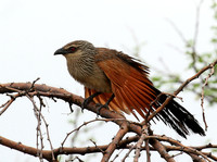 White-browed coucal