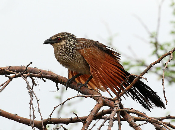 White-browed coucal