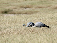 Blue crane - Etosha