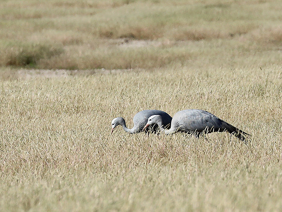 Blue crane - Etosha