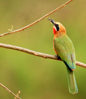 White-fronted bee-eater (Parfuri)