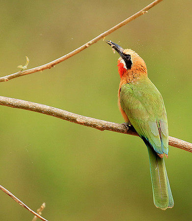 White-fronted bee-eater (Parfuri)