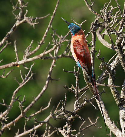 Carmin bee-eater - londolozi game reserve