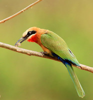 White-fronted bee-eater (Parfuri)