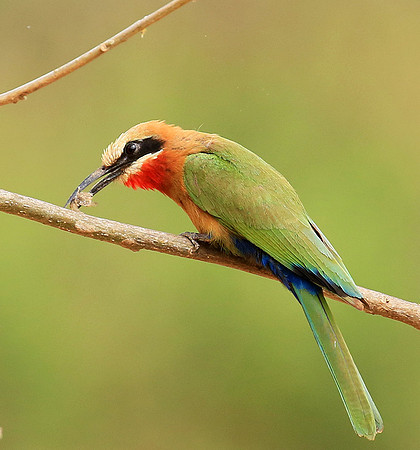 White-fronted bee-eater (Parfuri)
