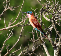 Carmin bee-eater - londolozi game reserve