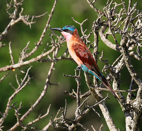 Carmin bee-eater - londolozi game reserve