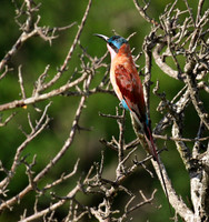 Carmin bee-eater - londolozi game reserve