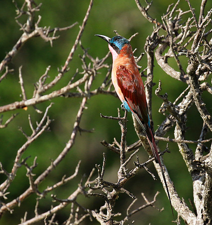 Carmin bee-eater - londolozi game reserve