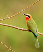 White-fronted bee-eater (Parfuri)