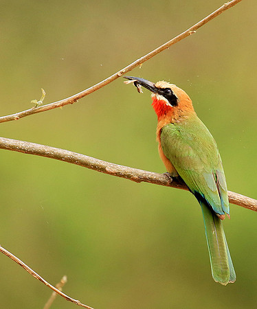 White-fronted bee-eater (Parfuri)