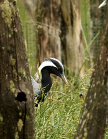 Demoiselle crane - Parc animalier de Ste Croix