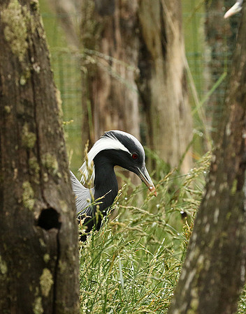 Demoiselle crane - Parc animalier de Ste Croix