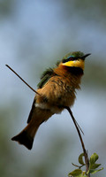 Bee-eater at Mala Mala