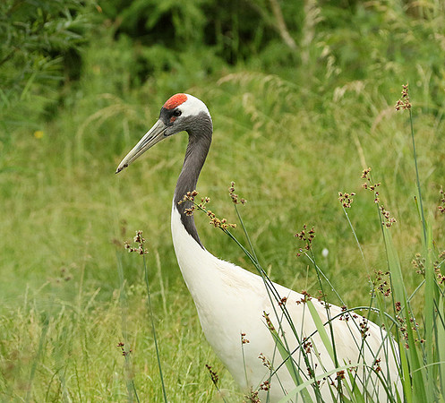 Red-crowned crane - Parc animalier de Ste Croix