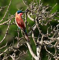 Carmin bee-eater - londolozi game reserve