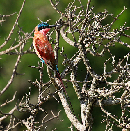 Carmin bee-eater - londolozi game reserve