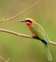 White-fronted bee-eater (Parfuri)