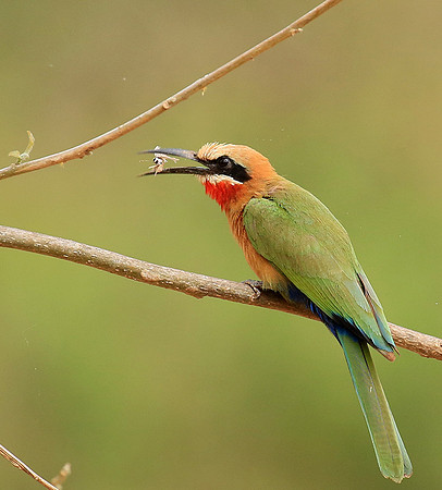 White-fronted bee-eater (Parfuri)