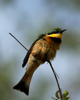 Bee-eater at Mala Mala