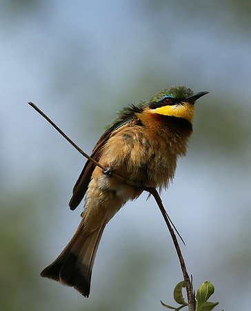 Bee-eater at Mala Mala