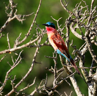 Carmin bee-eater - londolozi game reserve