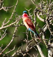Carmin bee-eater - londolozi game reserve