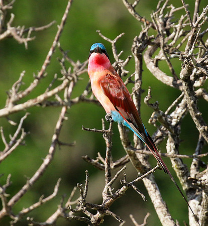 Carmin bee-eater - londolozi game reserve