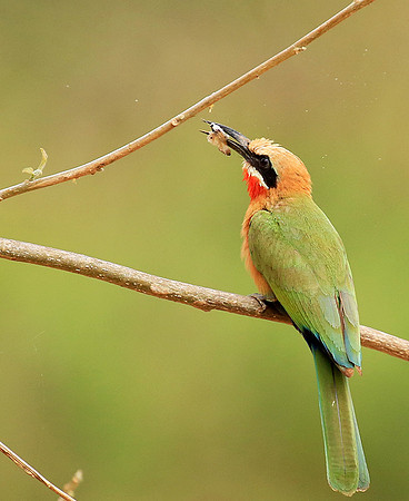 White-fronted bee-eater (Parfuri)