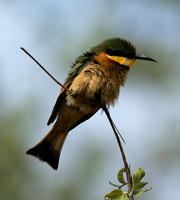 Bee-eater at Mala Mala