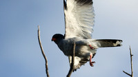 Pale chanting hawk -Ongava game reserve