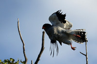 Pale chanting hawk -Ongava game reserve