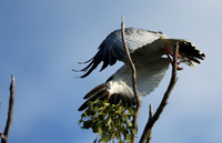 Pale chanting hawk -Ongava game reserve