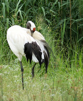 Red-crowned crane - Parc animalier de Ste Croix