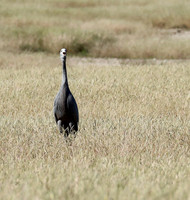 Blue crane - Etosha